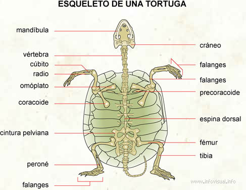 Esqueleto de una tortuga